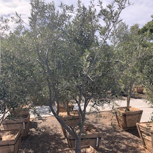 Swan Hill Fruitless Olive trees at SummerWinds Nursery