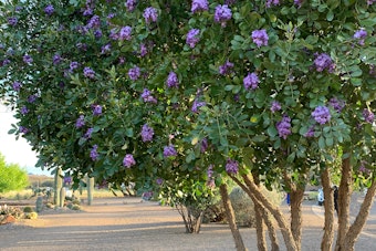 Texas Mountain Laurel Tree in bloom