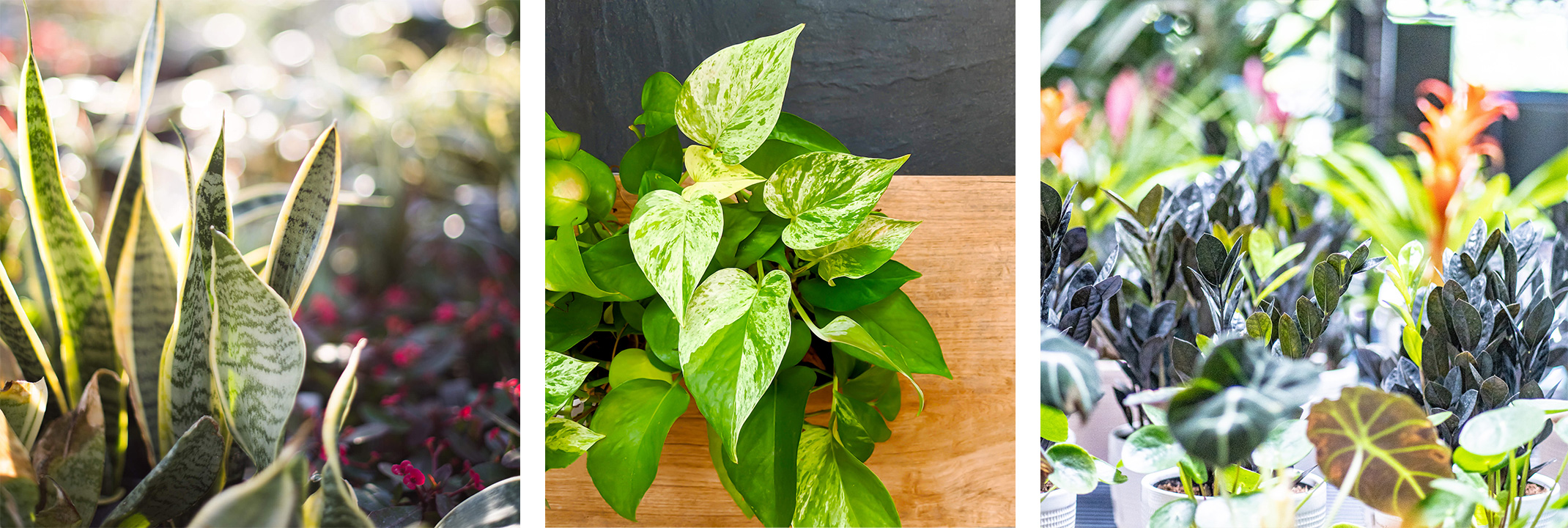 Low-water-use houseplants: Snake plants, pothos, and zz plants.