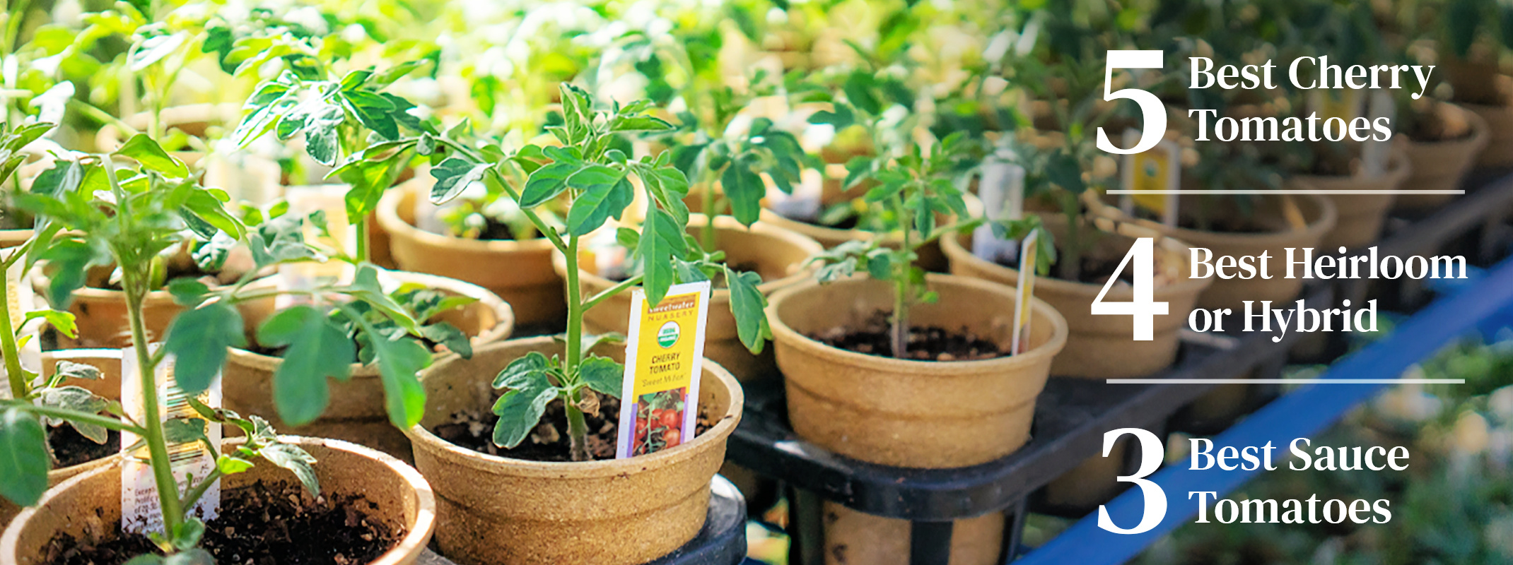 the best in tomatoes 5 best cherry 4 best heirloom or hybrid and 3 best sauce tomatoes the best in tomatoes 5 best cherry 4 best heirloom or hybrid and 3 best sauce tomatoes showing tomatoes plants