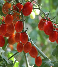 juliet or grape tomatoes