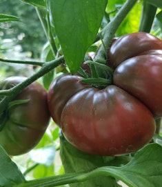 black krim heirloom tomatoes