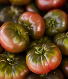 purple cherokee heirloom tomatoes