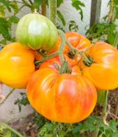 pineapple tomatoes heirloom