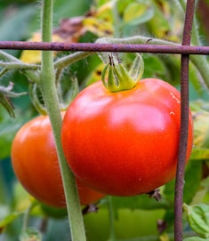 early girl tomatoes