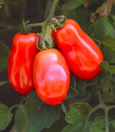 san marzano tomatoes