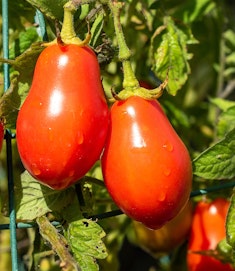 roma tomatoes