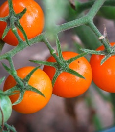 sungold cherry tomatoes