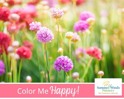 SummerWinds eGift Card - Color Me Happy