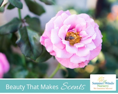 SummerWinds eGift Card - Beauty That Makes Scents