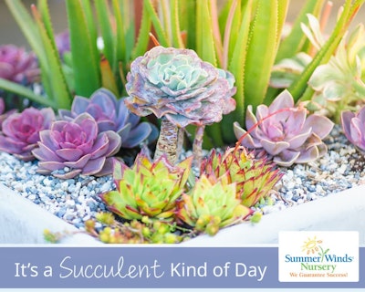 SummerWinds eGift Card - It's a Succulent Kind of Day
