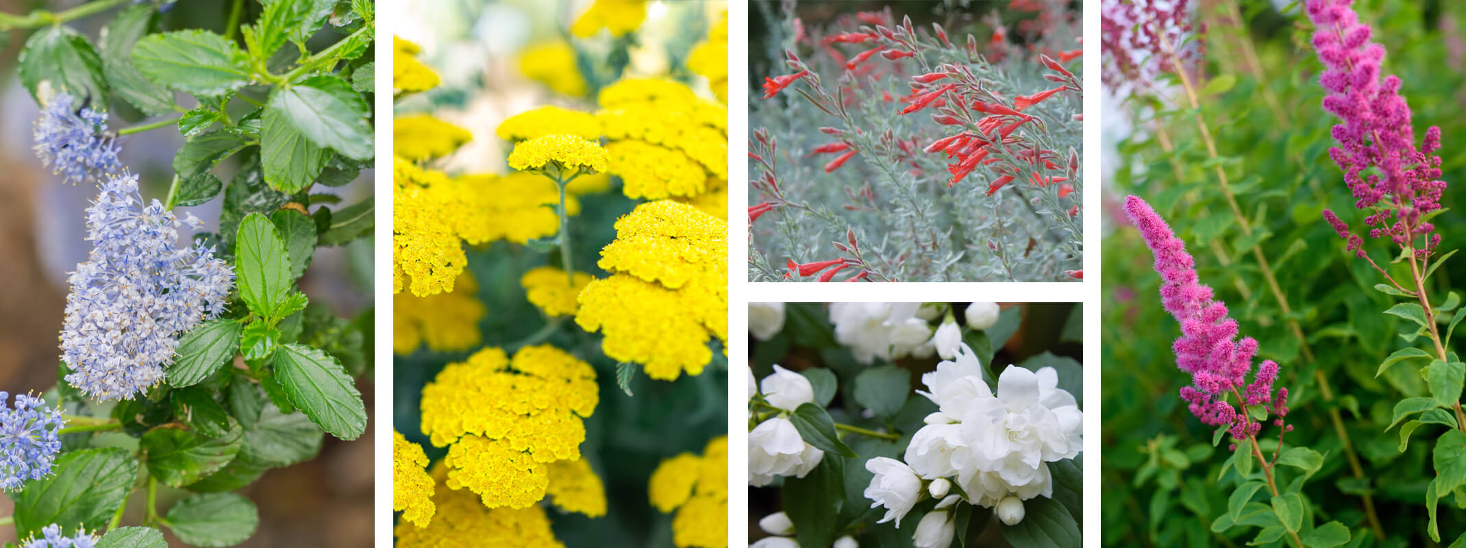 low water or water wise perennials and shrubs ceanothus, yarrow, california fuchsia, butterfily bush