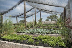 A large shade cloth sturcture over several raised bed vegetable gardens.