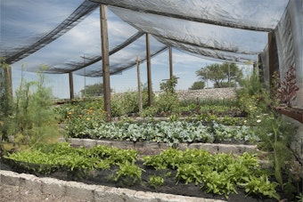 A large shade cloth structure over several raised bed vegetable gardens.