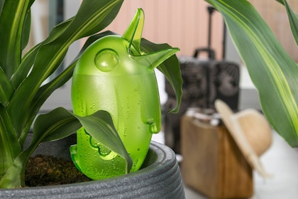 SCHEURICH Bordy watering aide in a houseplant with luggage in the background.