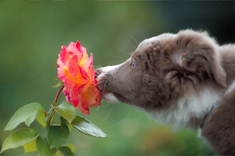 A puppy smelling a rose outside.