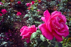 All My Loving roses in bloom in the garden.