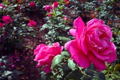 All My Loving roses in bloom in the garden.