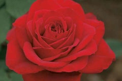 A closeup of an Olympiad Rose.