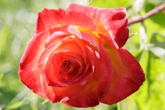 A closeup of a perfect moment rose in bloom.