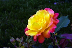 A Rio Samba Rose in bloom.