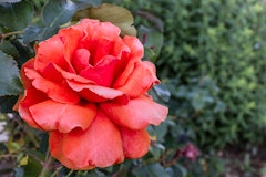 A Fragrant Cloud rose in bloom in a garden.