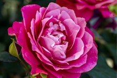 Heirloom Rose in bloom in the garden.