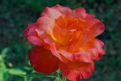 A Sedona Rose growing in the garden.