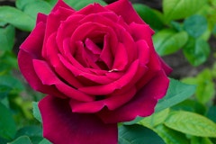 A closeup of a Chrysler Imperial Rose in the garden.