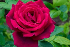 A closeup of a Chrysler Imperial Rose in the garden.