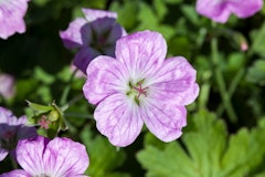 pink purple geraniums water wise perennials