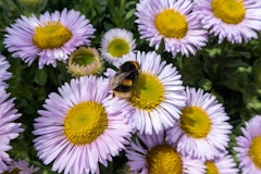 seaside erigeron wayne roderick water wise perennial