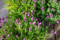 lavender french or spanish water wise perennial