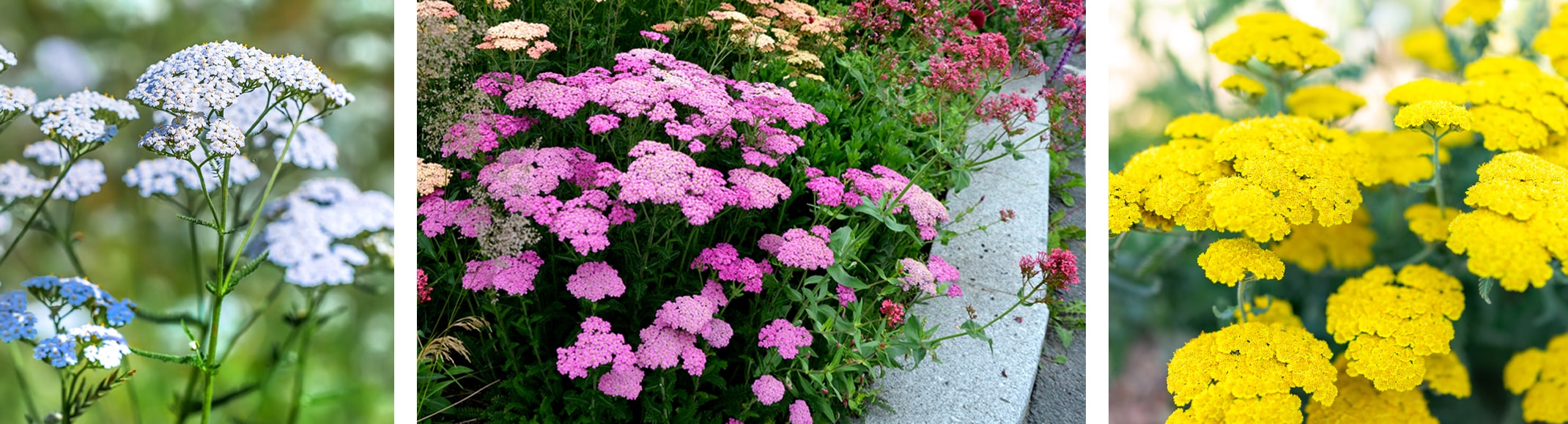achillea or yarrow assorted colors water wise perennials