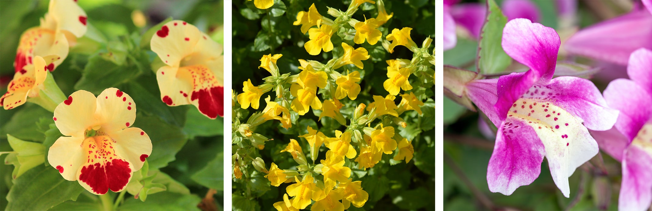 mimulus or monkey flowers assorted colors water wise perennials