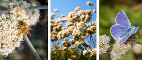 California buckwheat water wise shrub with bee and with butterfly