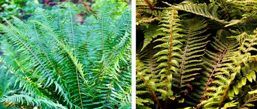 western sword and tassel ferns