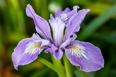 iris douglasiana water wise perennial