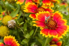 gaillardia water wise perennial with bee on flower