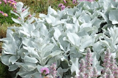 senecio angel wings water wise perennials