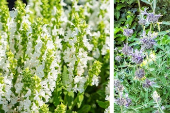 salvia two varieties apiana and bees bliss water wise perennials