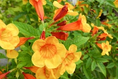 tecoma stans or yellow bells water wise evergreen shrub