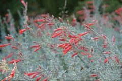 epilobium zauschneria canum water wise perennial