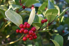 low growing water wise shrub called winterberry or gaultheria procumbens