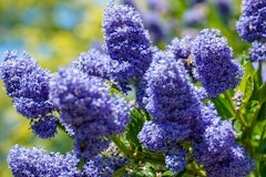 ceanothus or wild lilac is a water wise shrub that has a bee sitting on bloom