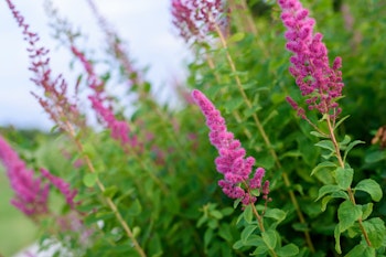pink buddleia or buddleja shrub is also known as a butterfly bush