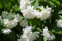 philadelphus lewisii goose creek mock orange water wise shrub with white blooming flowers