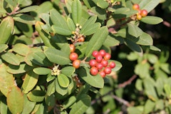 rhamnus californica eve case coffeeberry shrub water wise