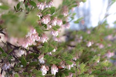 manzanita arcostaphylos shrub water wise