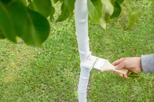 Someone painting the trunk of a young tree white.